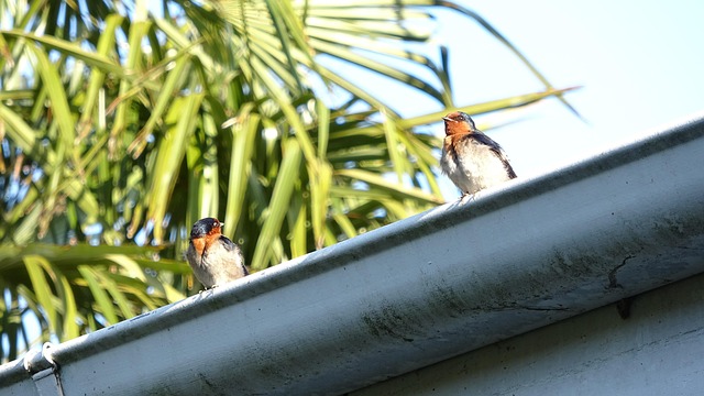 Slip af med alger på taget: De bedste metoder til effektiv algerens